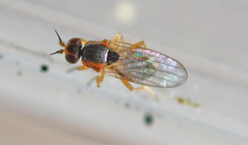 Elachiptera sp.